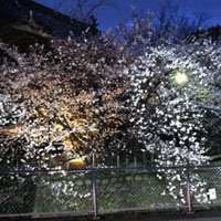 笠寺観音様ライトアップ